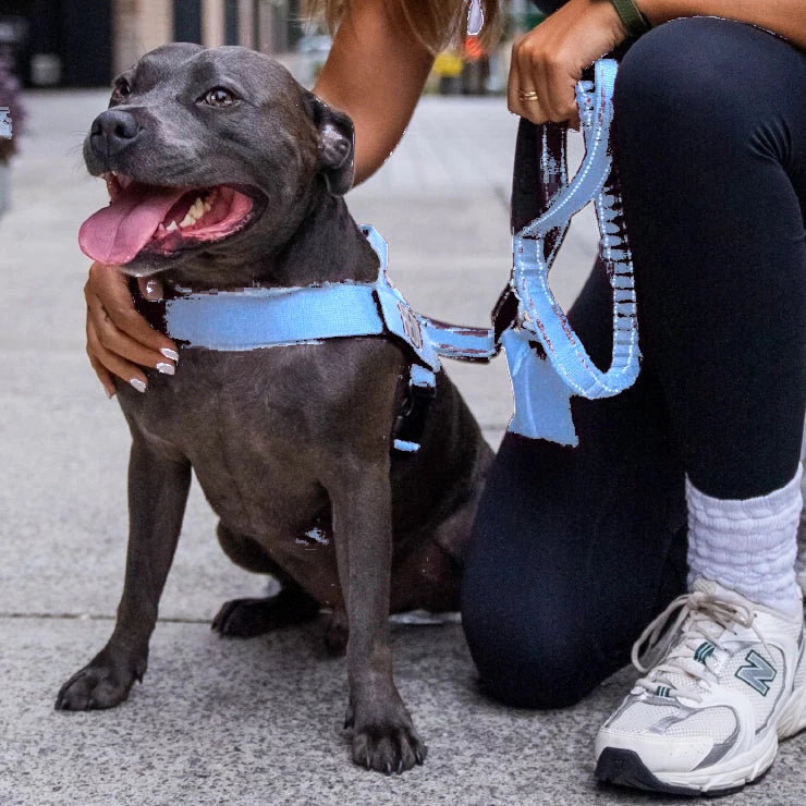 Smiling Staffy in the Air harness and bungee leash, held by its owner on a street