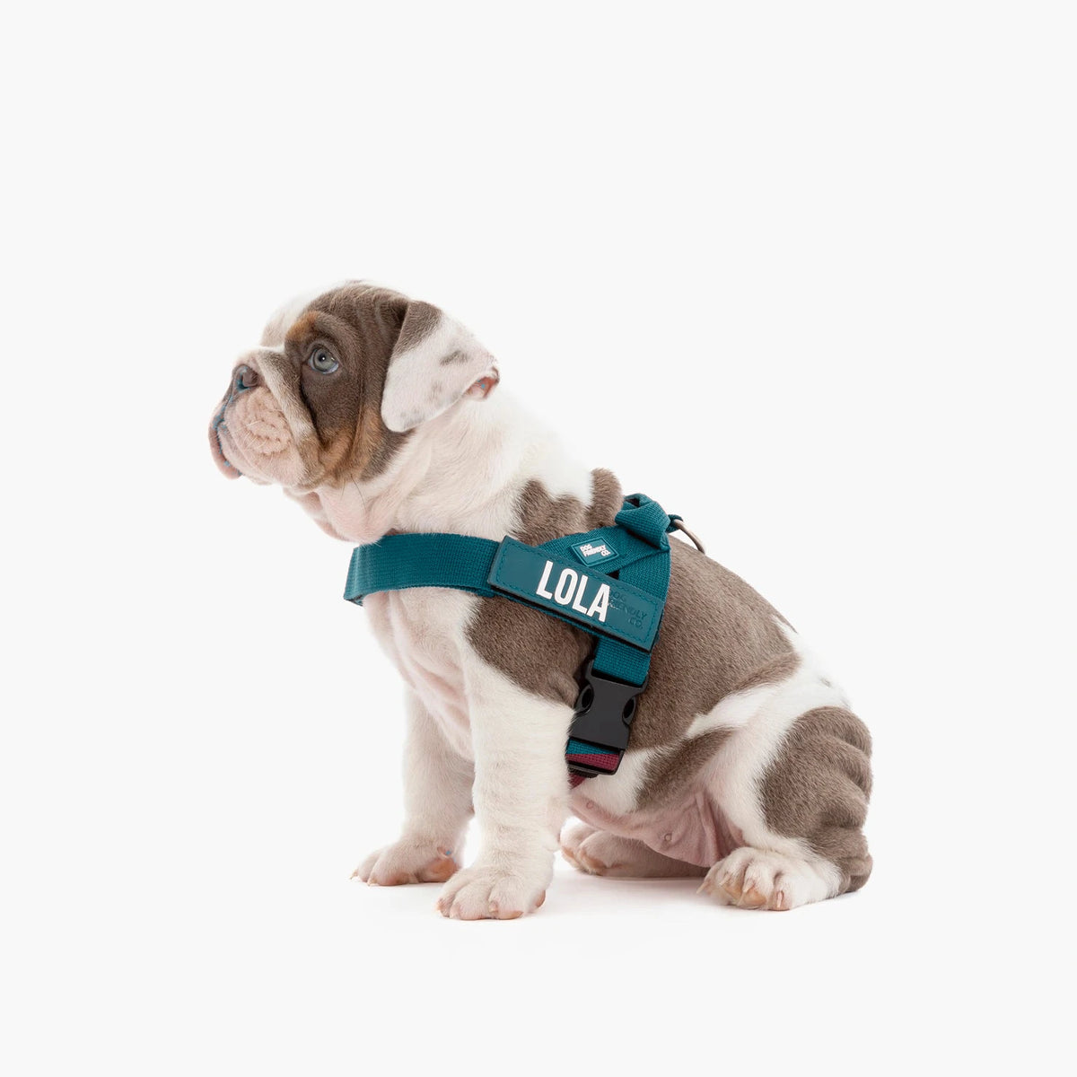 Bulldog puppy in the Forest harness with the name LOLA