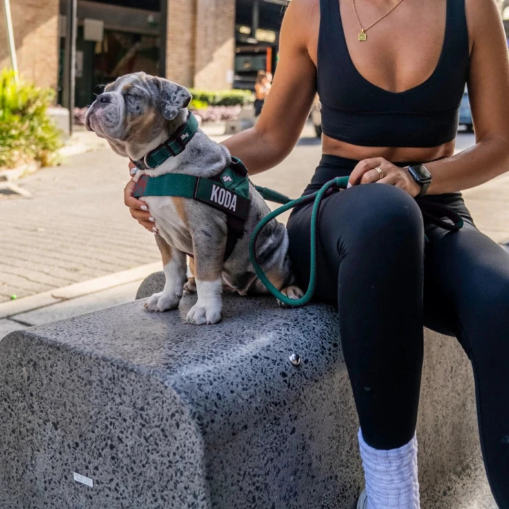 Merle puppy in the Forest harness with the name KODA, on the bungee leash, sitting on a bench beside its owner
