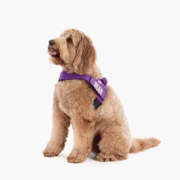 Doodle in the Indigo harness with the name BEAR