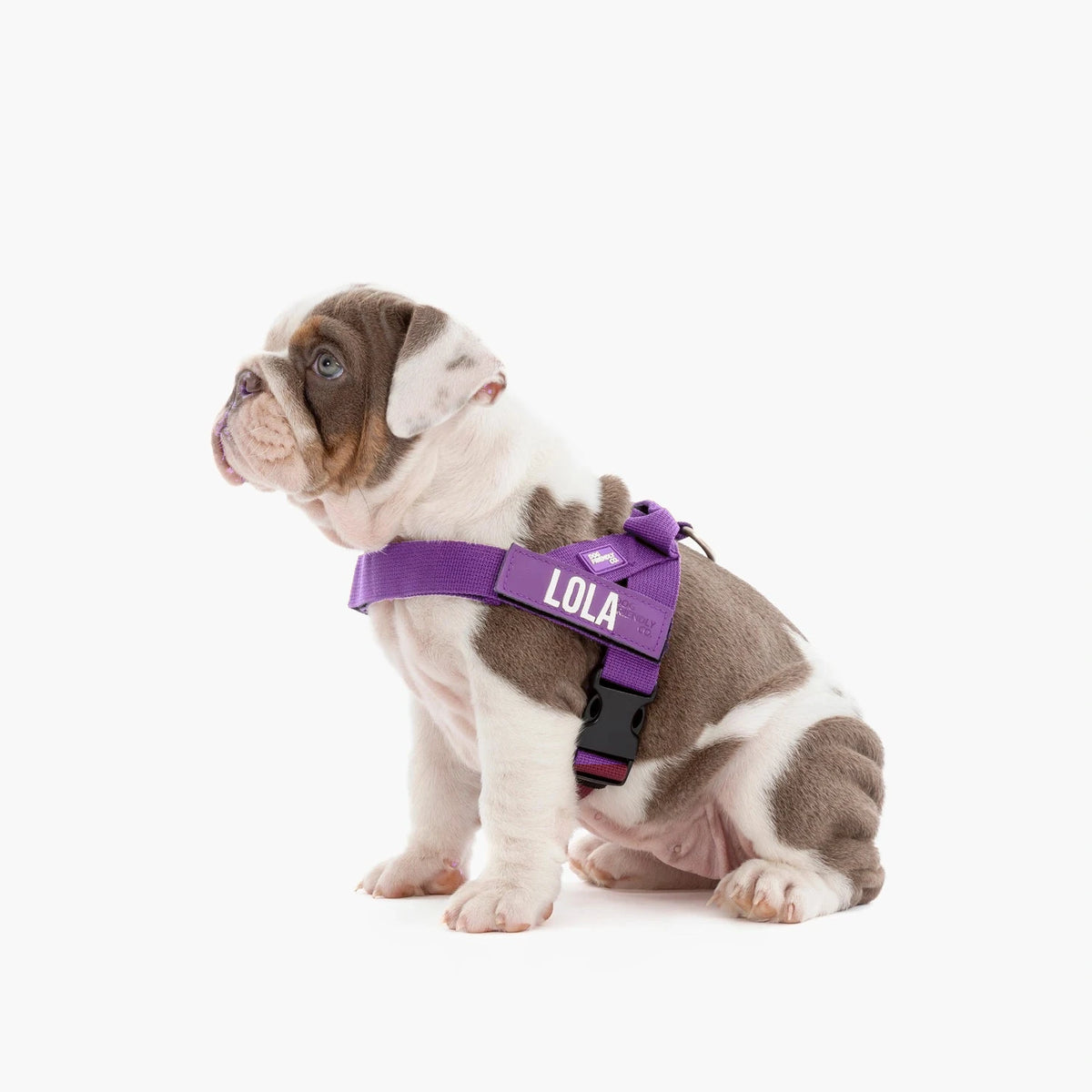 Bulldog puppy in the Indigo harness with the name LOLA