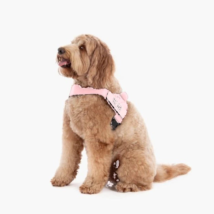 Doodle in the Sakura harness with the name BEAR
