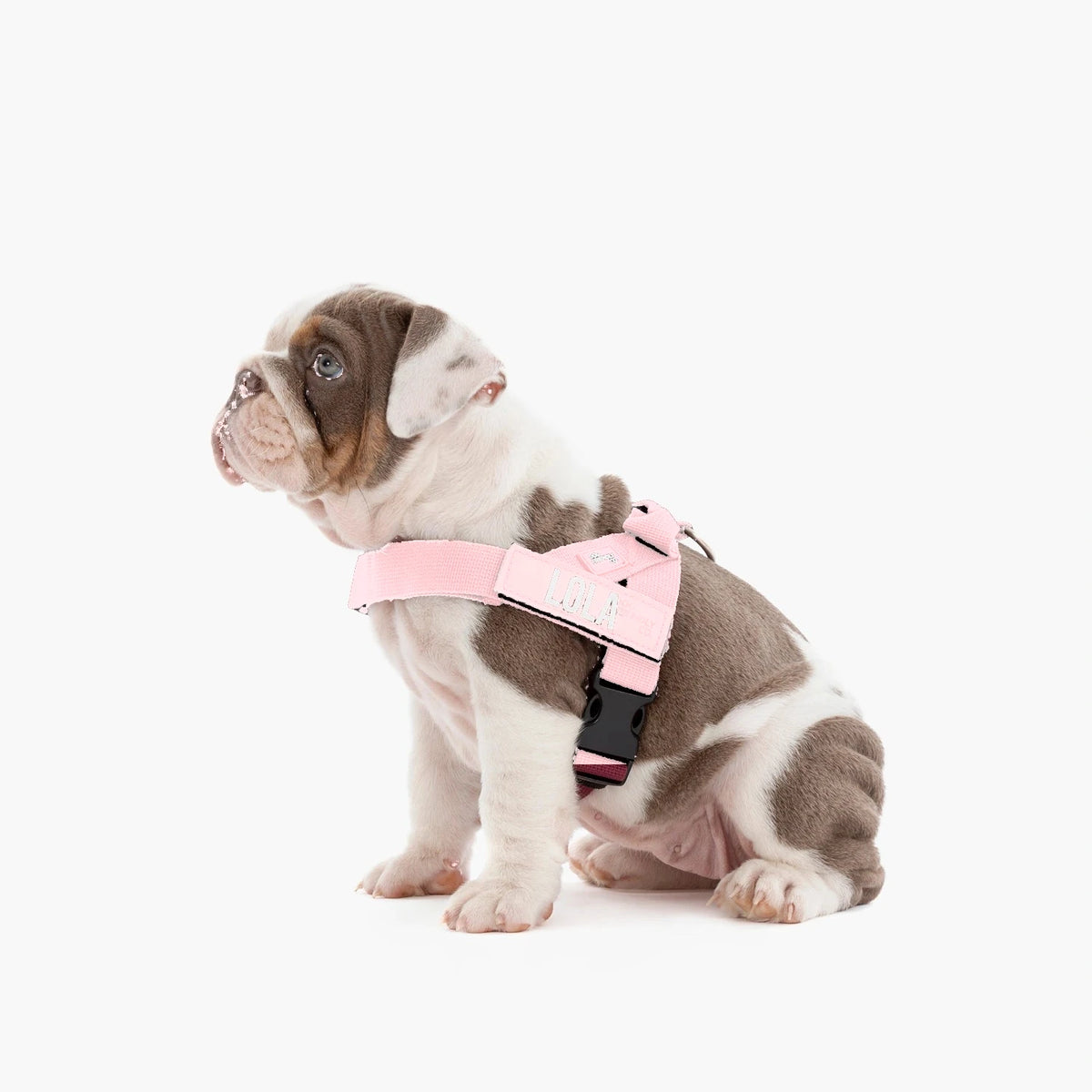 Bulldog puppy in the Sakura harness with the name LOLA
