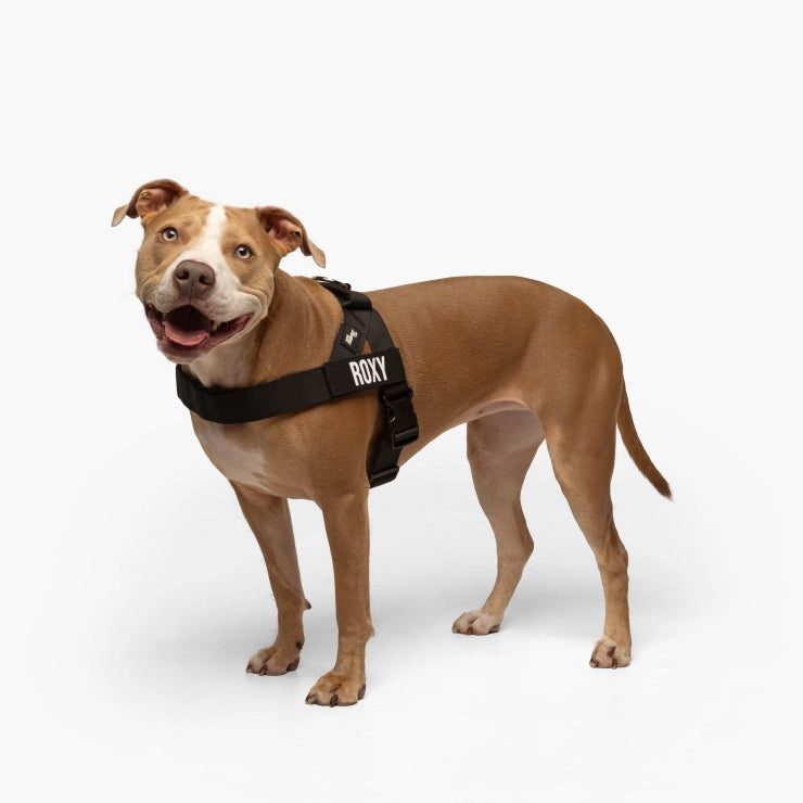 Signature Kit + D-Ring + Free Poop Bag Holder + Free Poop Bags + Tennis Ball - Black