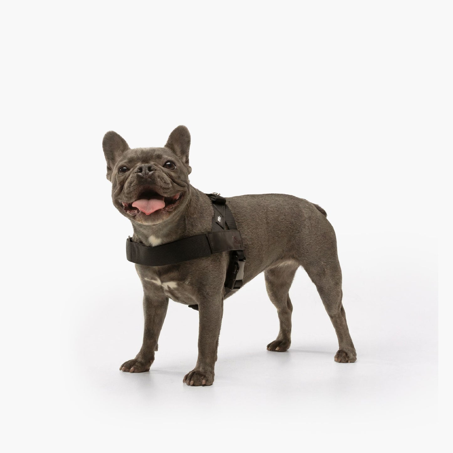 Hundegeschirr