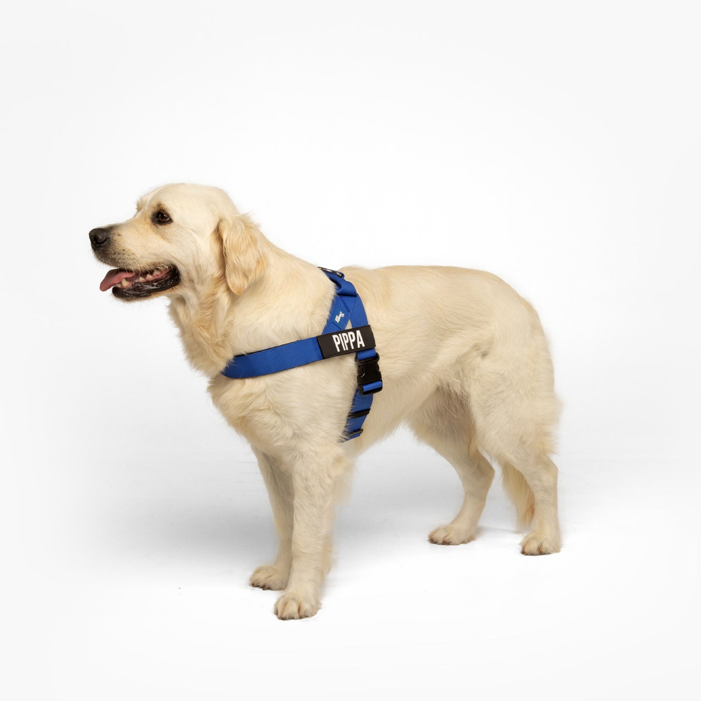 Hundegeschirr