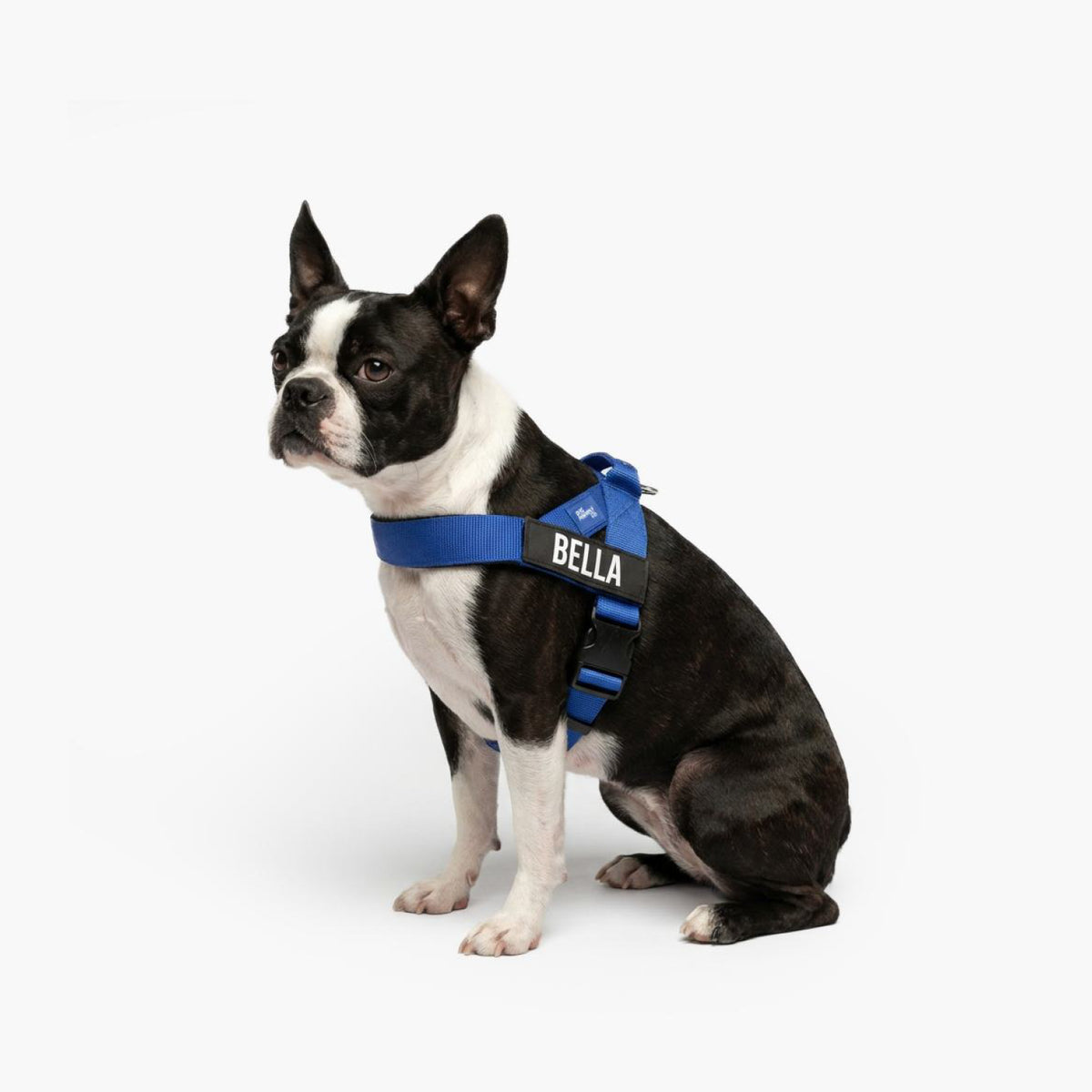 Hundegeschirr