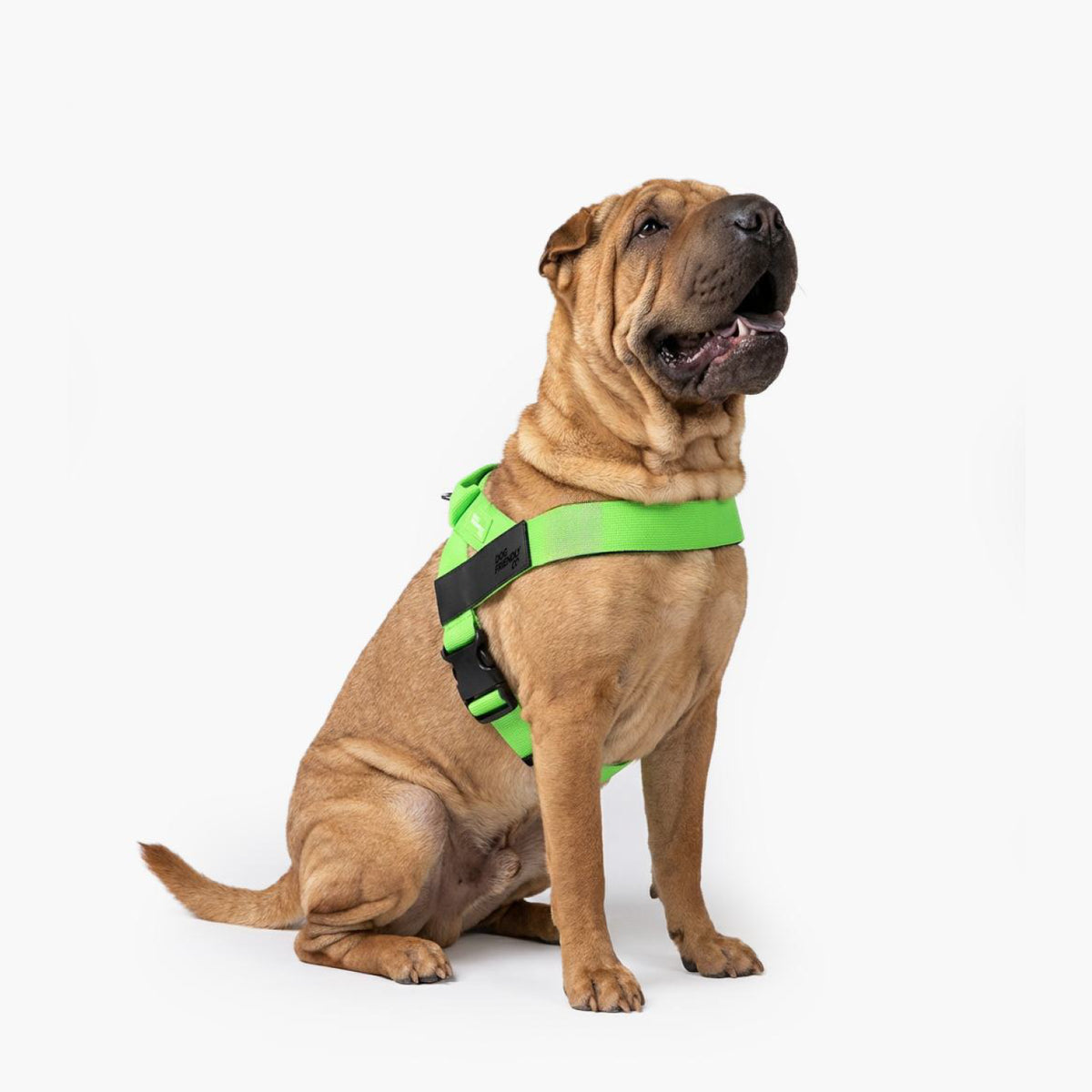 Hundegeschirr