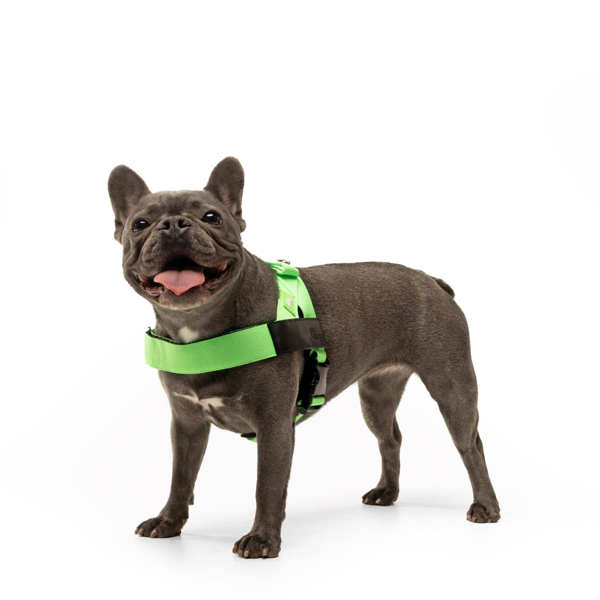 Hundegeschirr