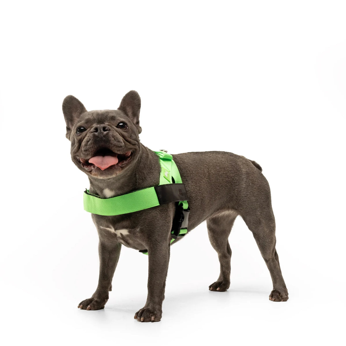 Grey French bulldog standing on a white background, wearing the neon green Dog Friendly Co. no-pull harness with a name patch