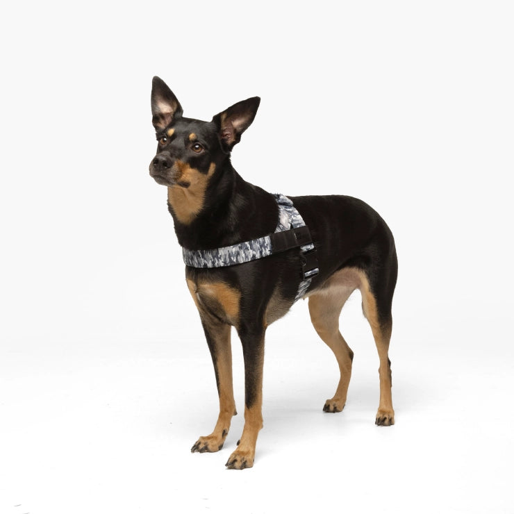 Hundegeschirr - Grauer Tarnmuster