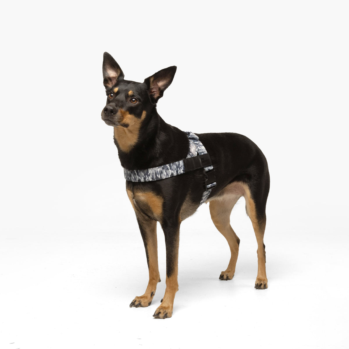 Hundegeschirr