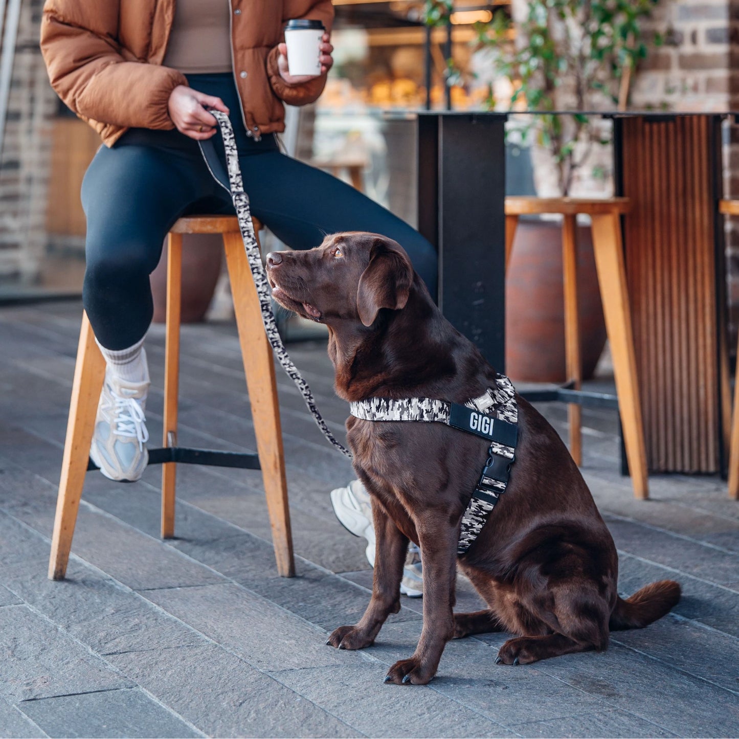 Hundegeschirr