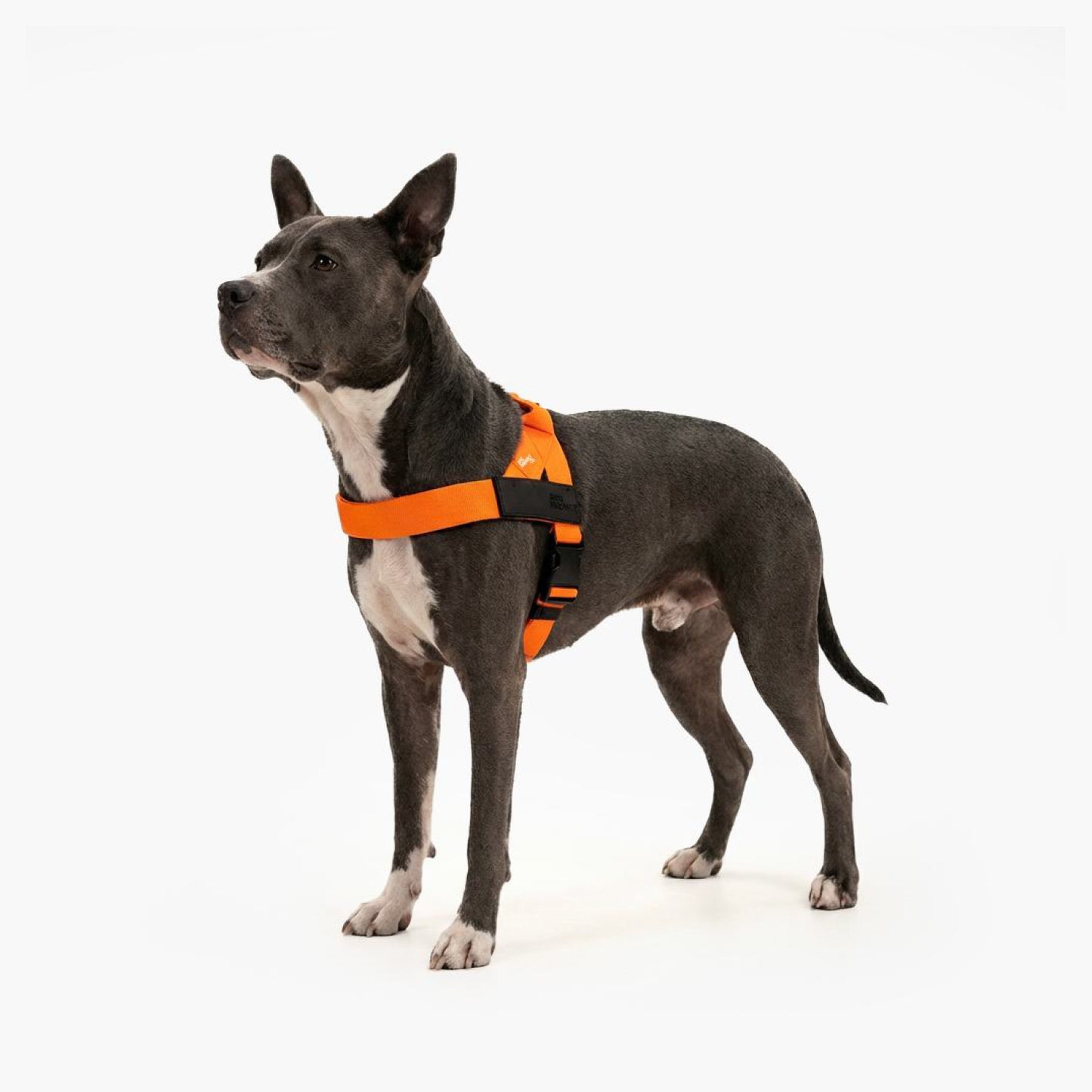 Hundegeschirr