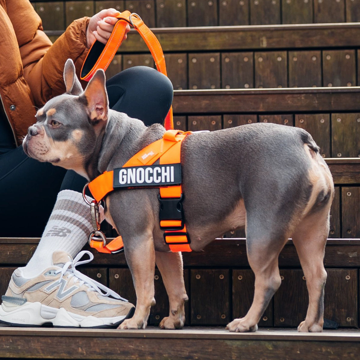 Hundegeschirr
