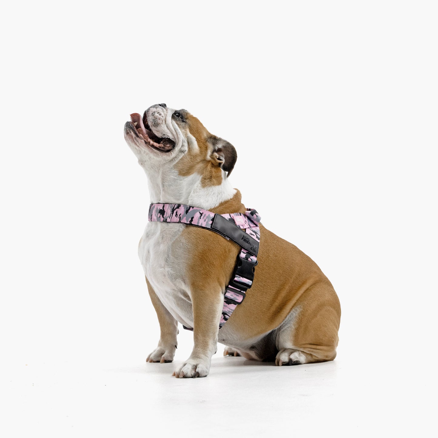 Hundegeschirr