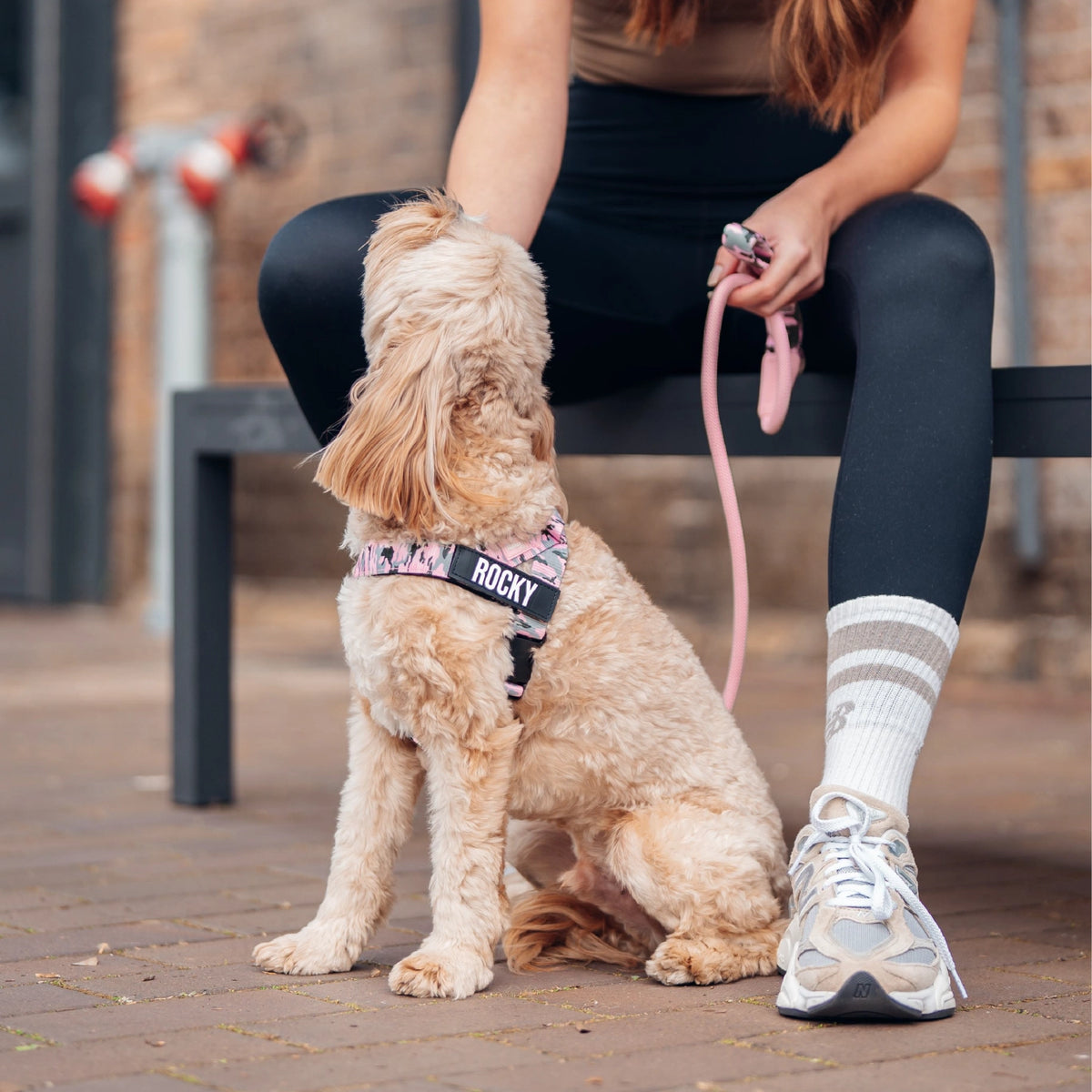 Hundegeschirr