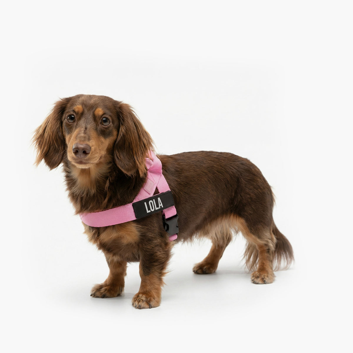 Hundegeschirr