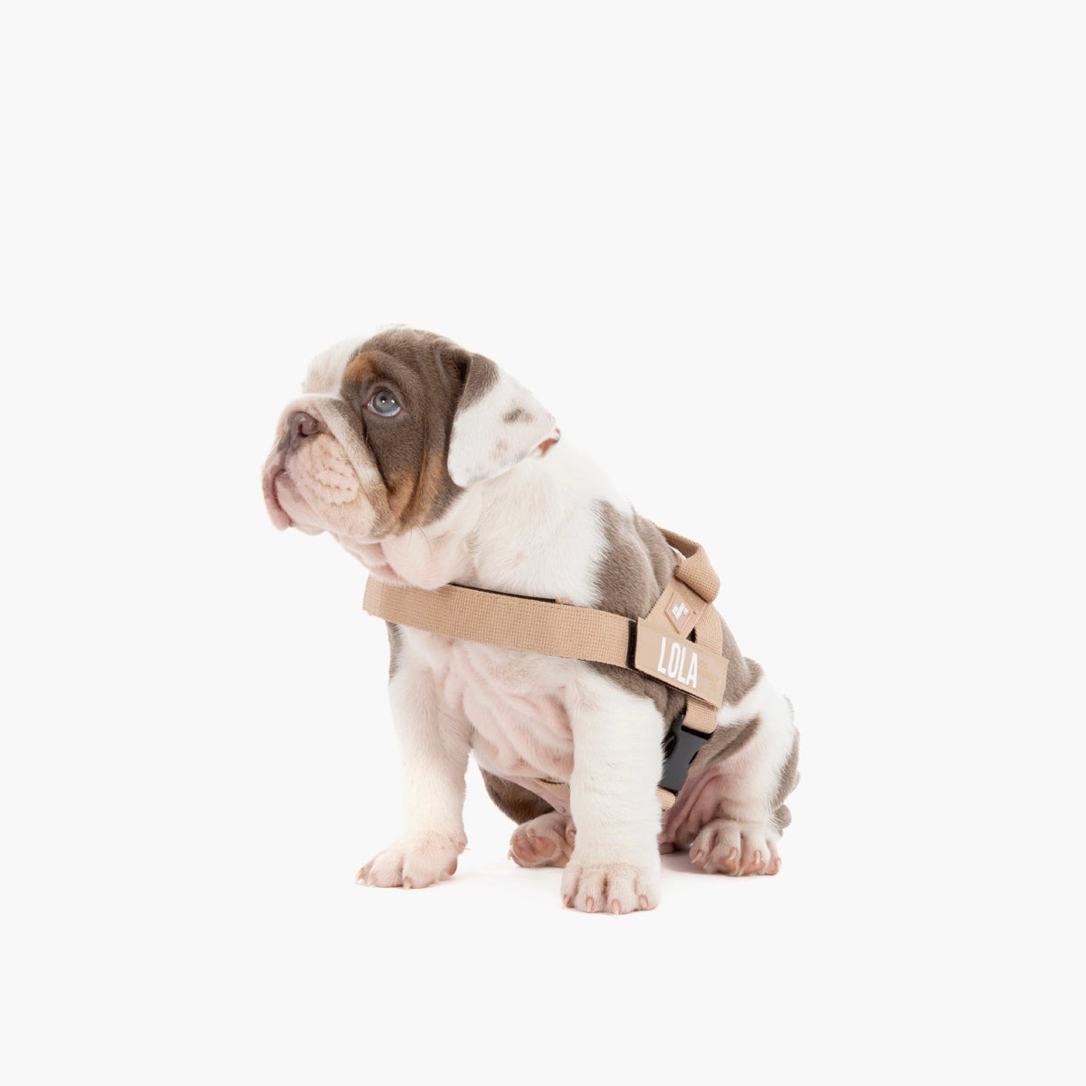 Hundegeschirr