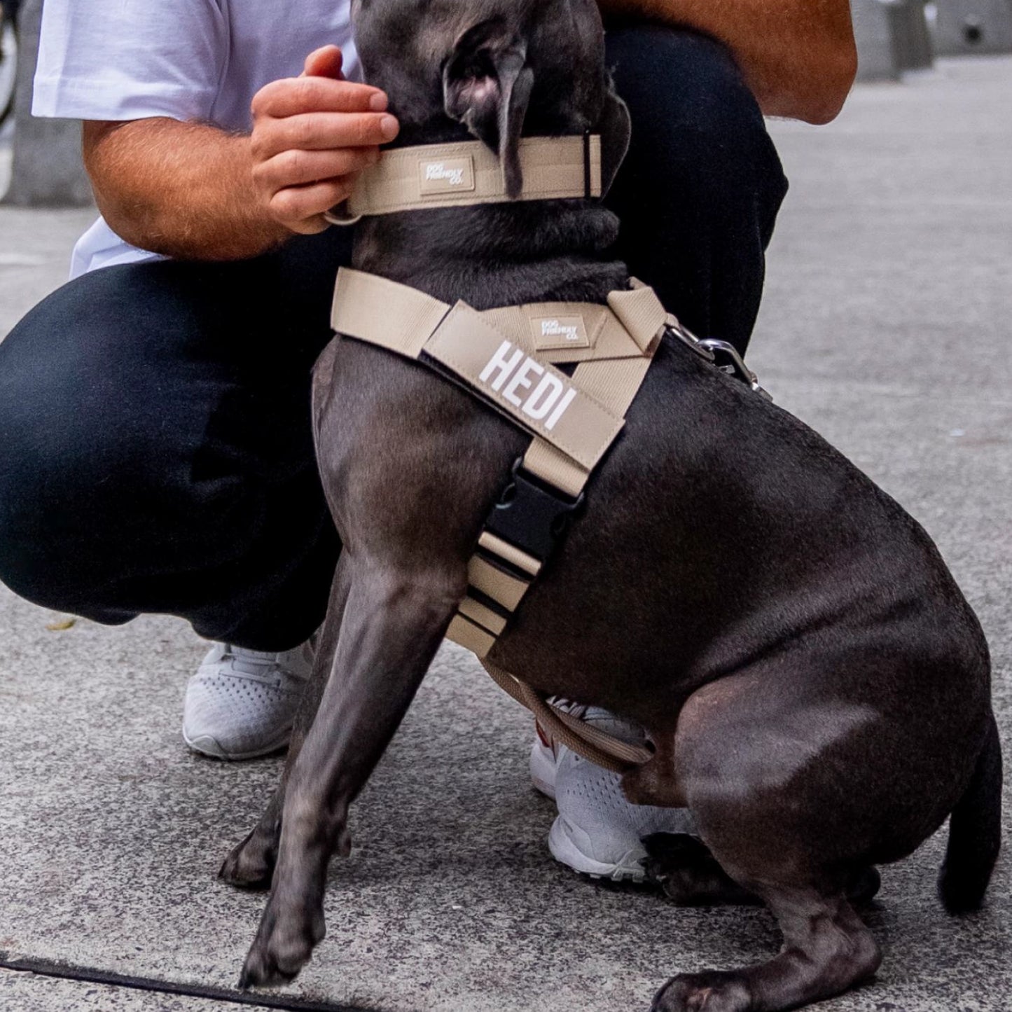 Hundegeschirr