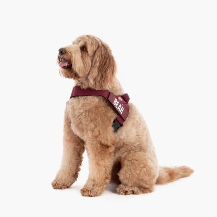 Personalisiertes Hundegeschirr - Burgunder