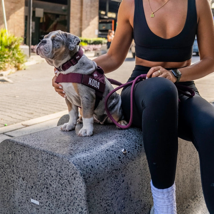Personalisiertes Hundegeschirr - Burgunder