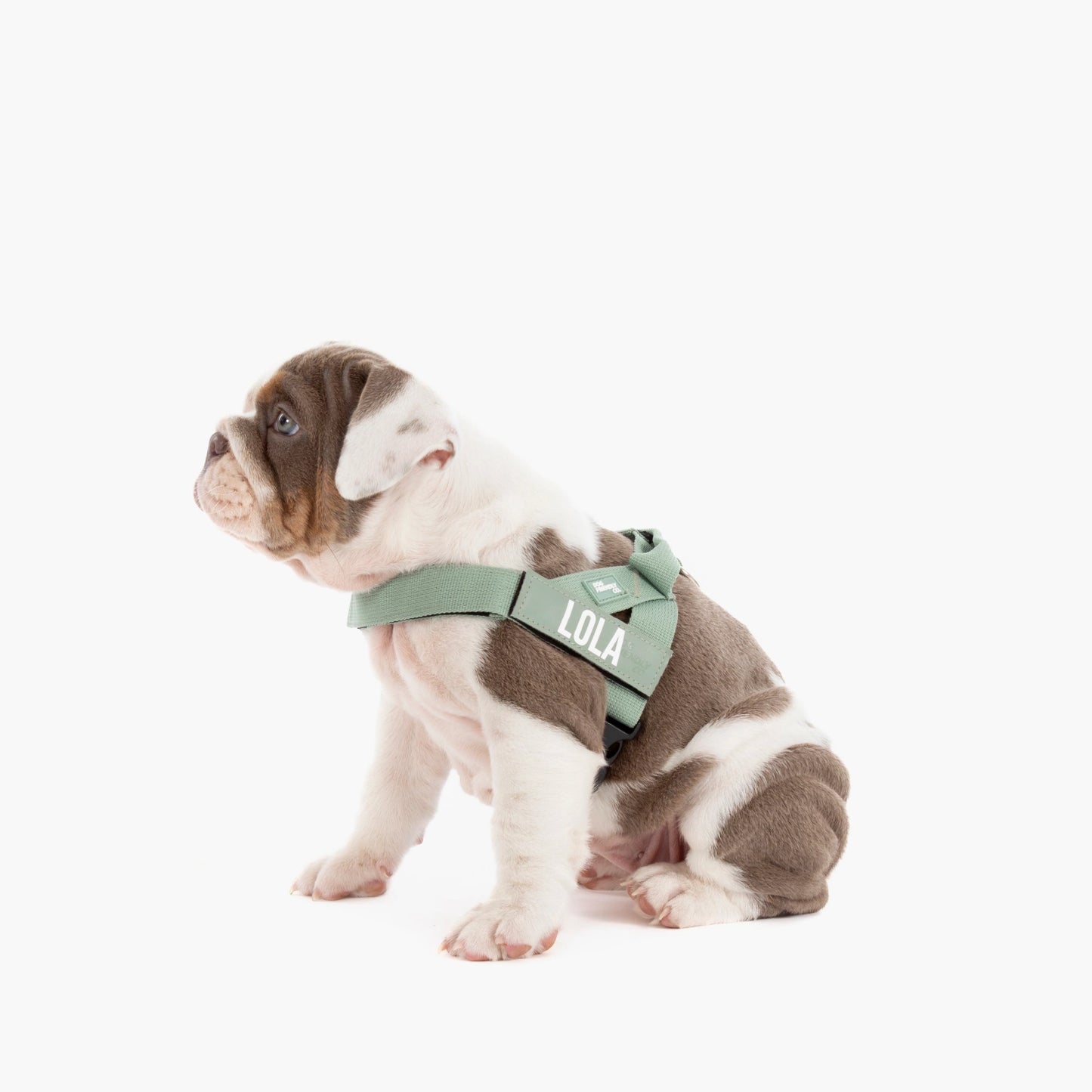 Hundegeschirr
