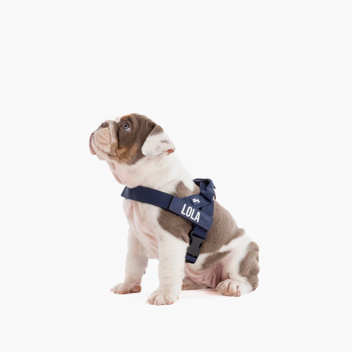 Hundegeschirr