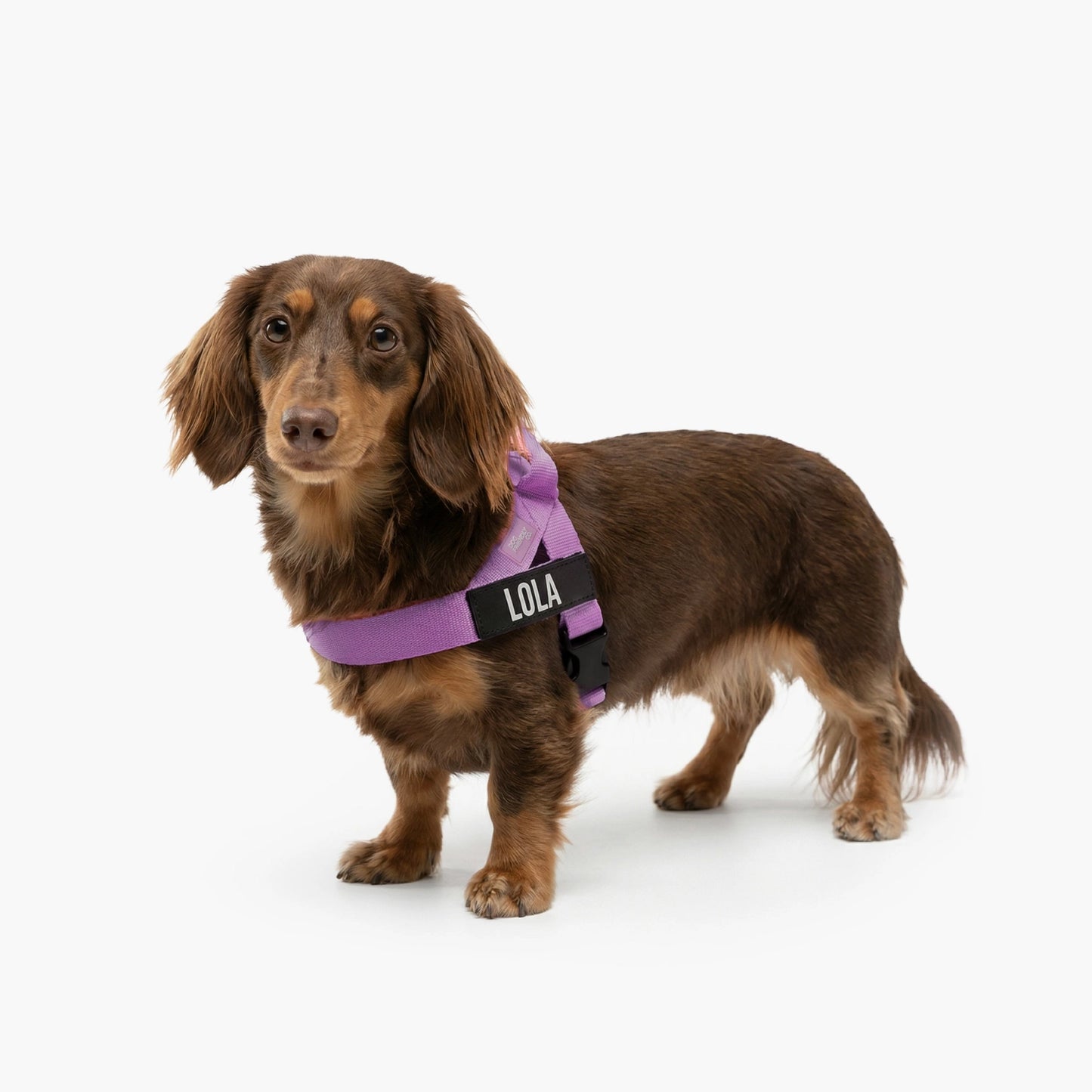 Hundegeschirr
