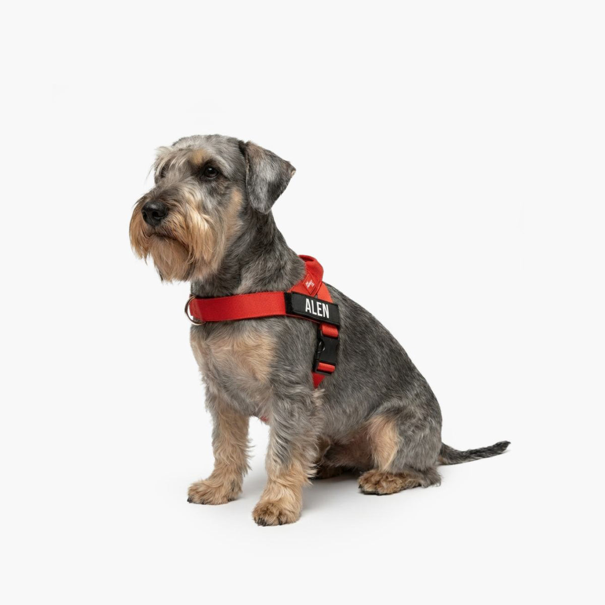 Hundegeschirr