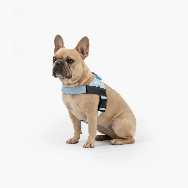 Personalisiertes Hundegeschirr - Himmelblau