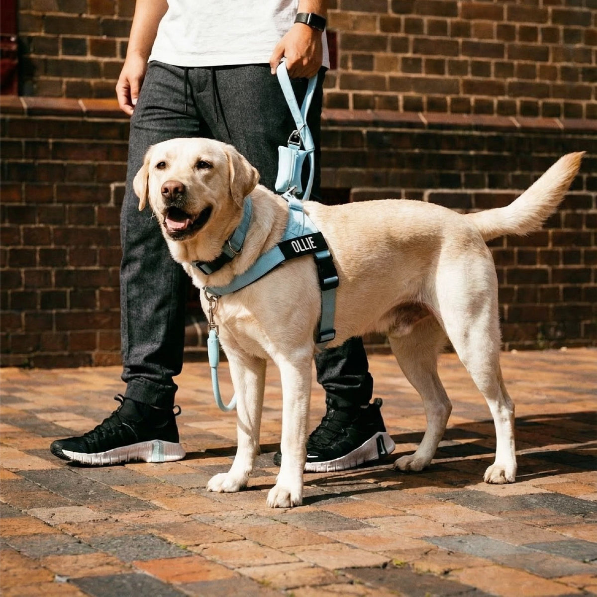 Hundegeschirr