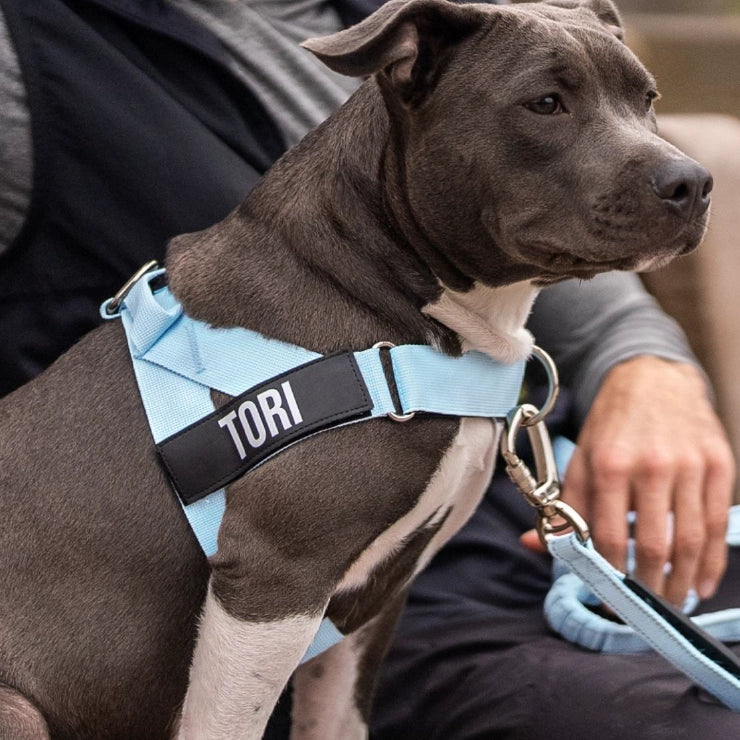 Personalisiertes Hundegeschirr - Himmelblau