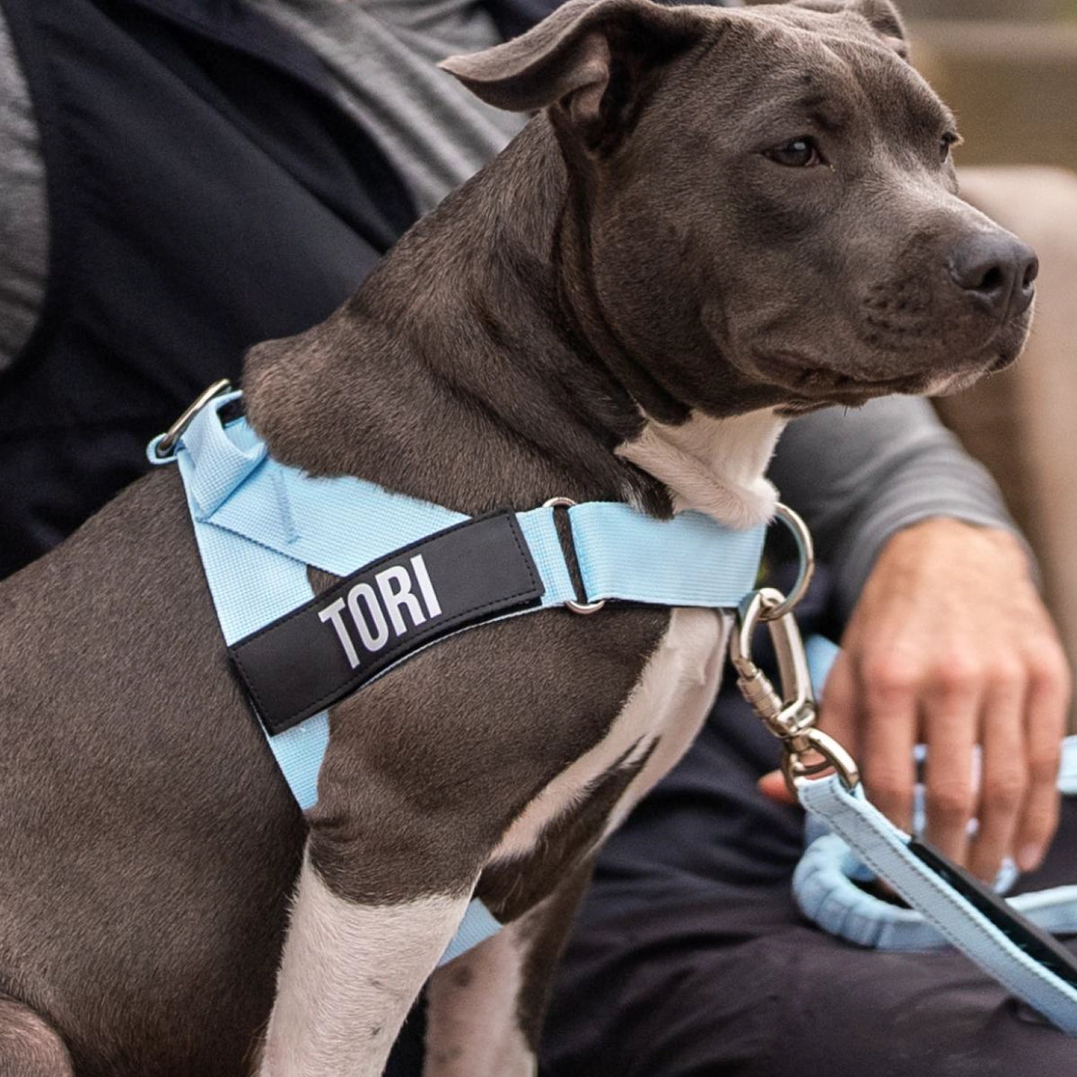 Hundegeschirr