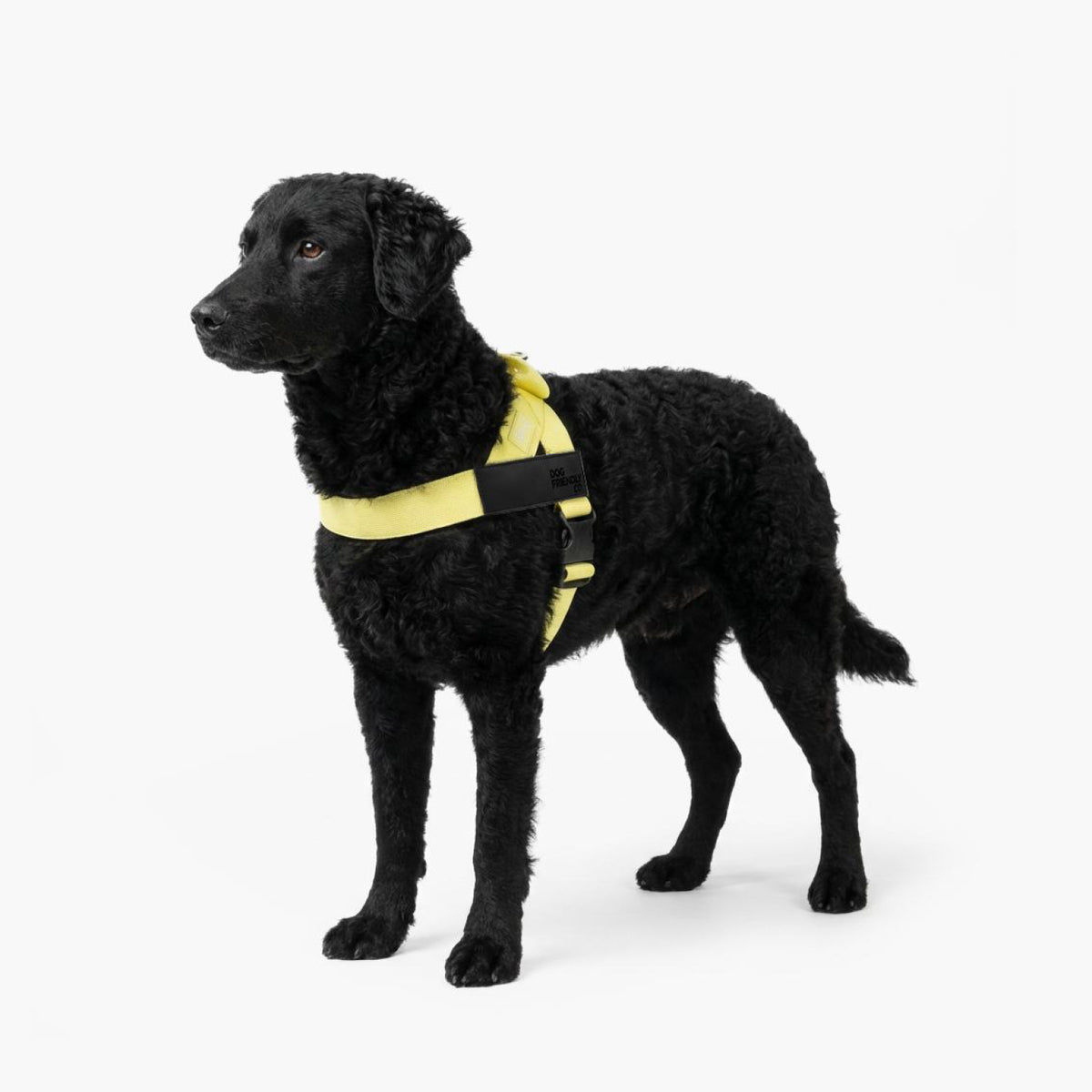 Hundegeschirr