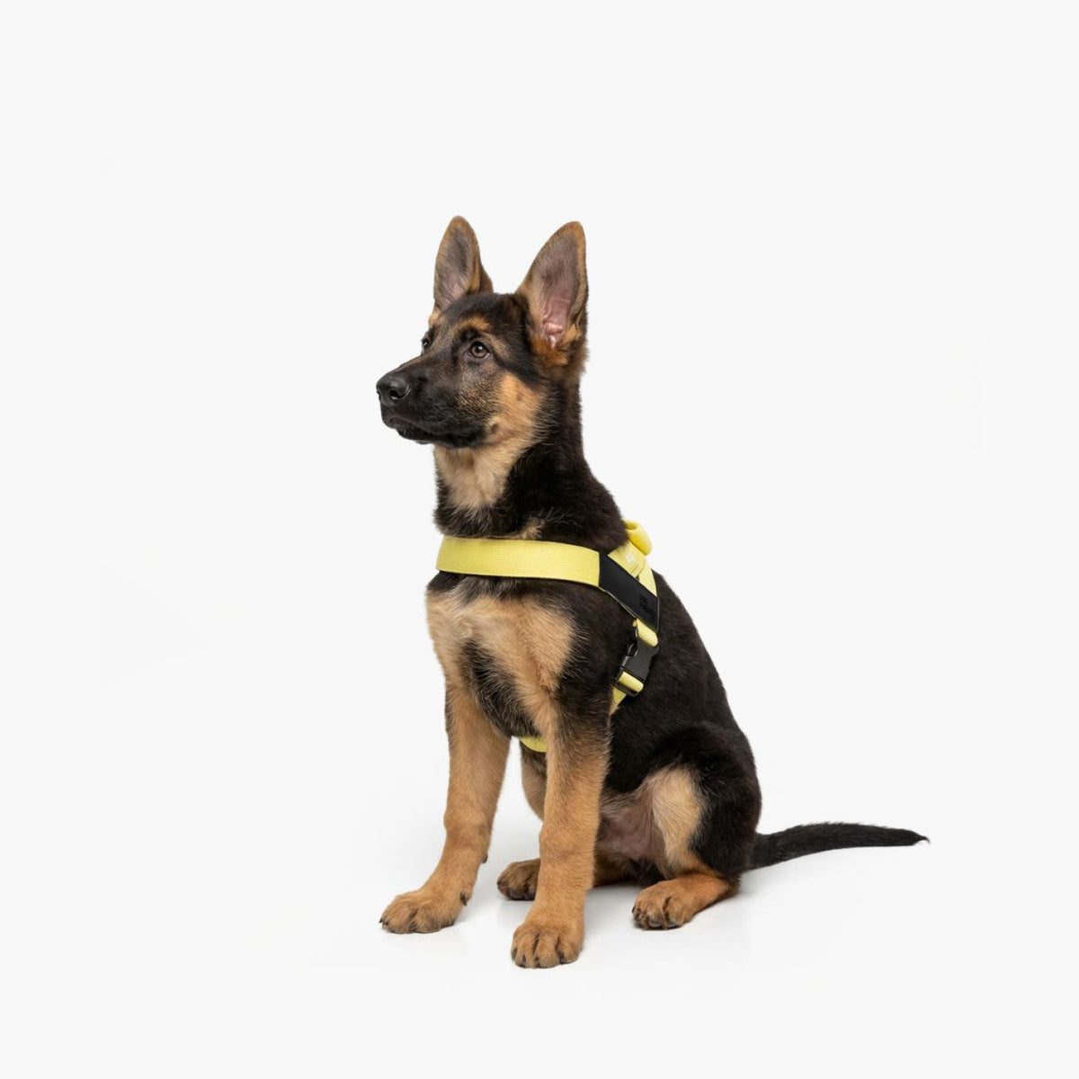 Hundegeschirr