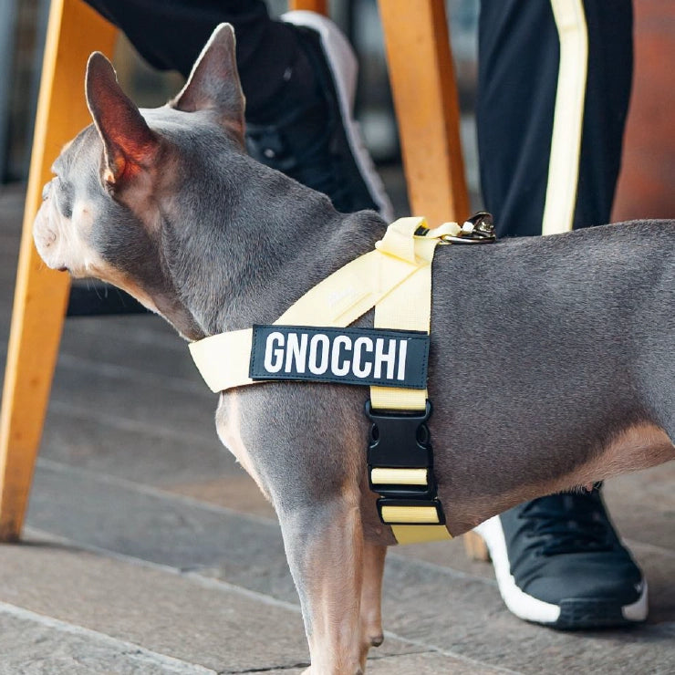 Hundegeschirr - Gelb