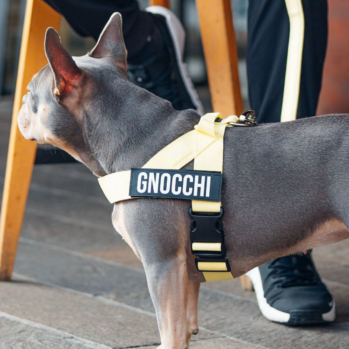 Hundegeschirr