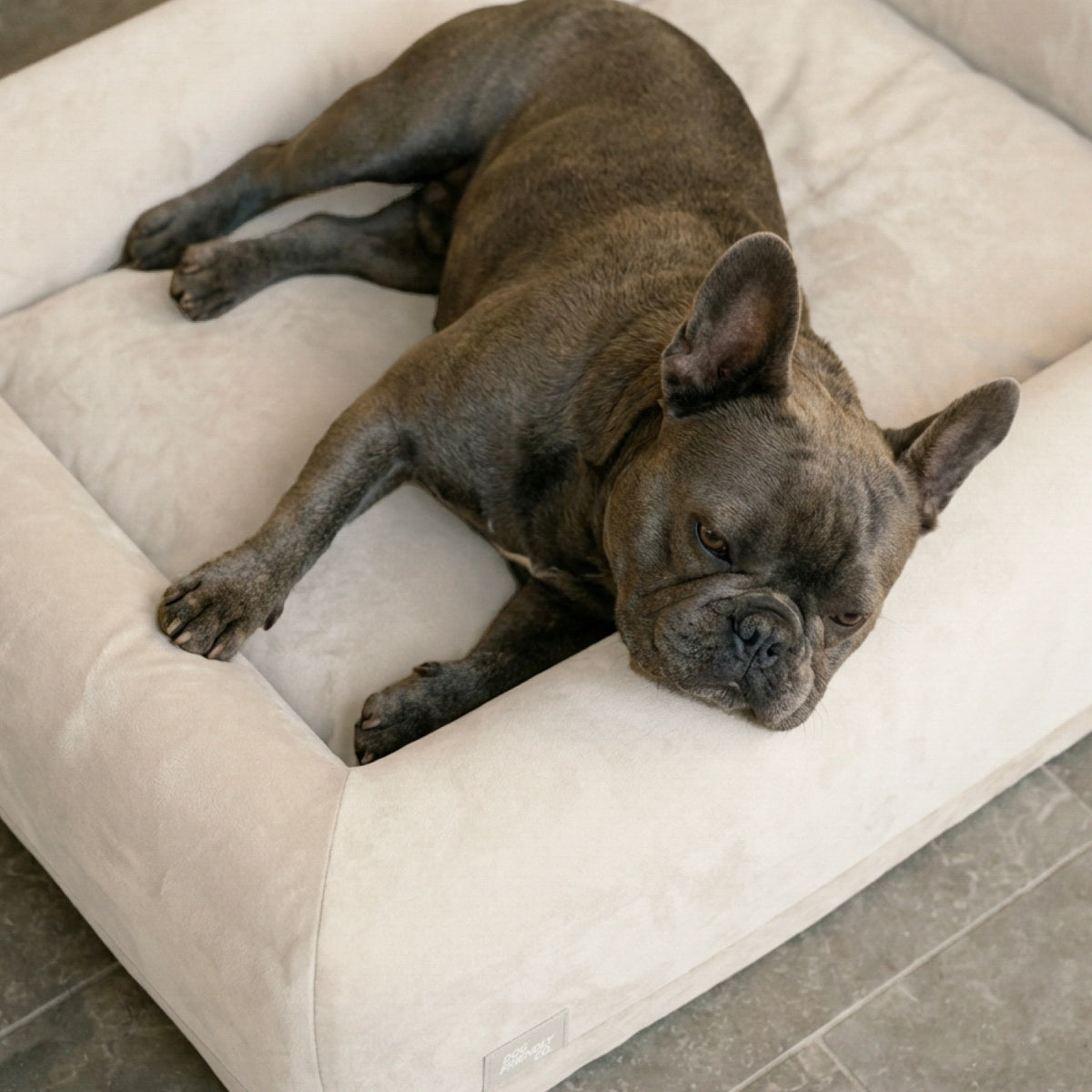 Dog lying on a beige dog bed in a home setting.