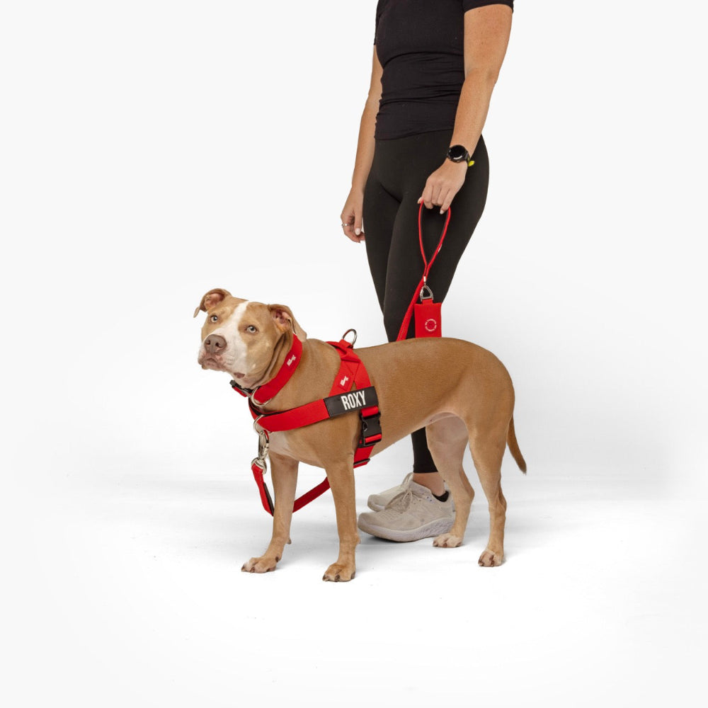 Walk Essentials - Rot