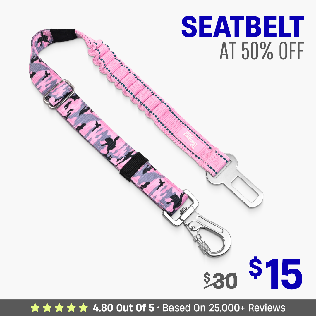 Dog Seat Belt