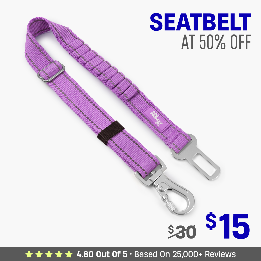 Dog Seat Belt
