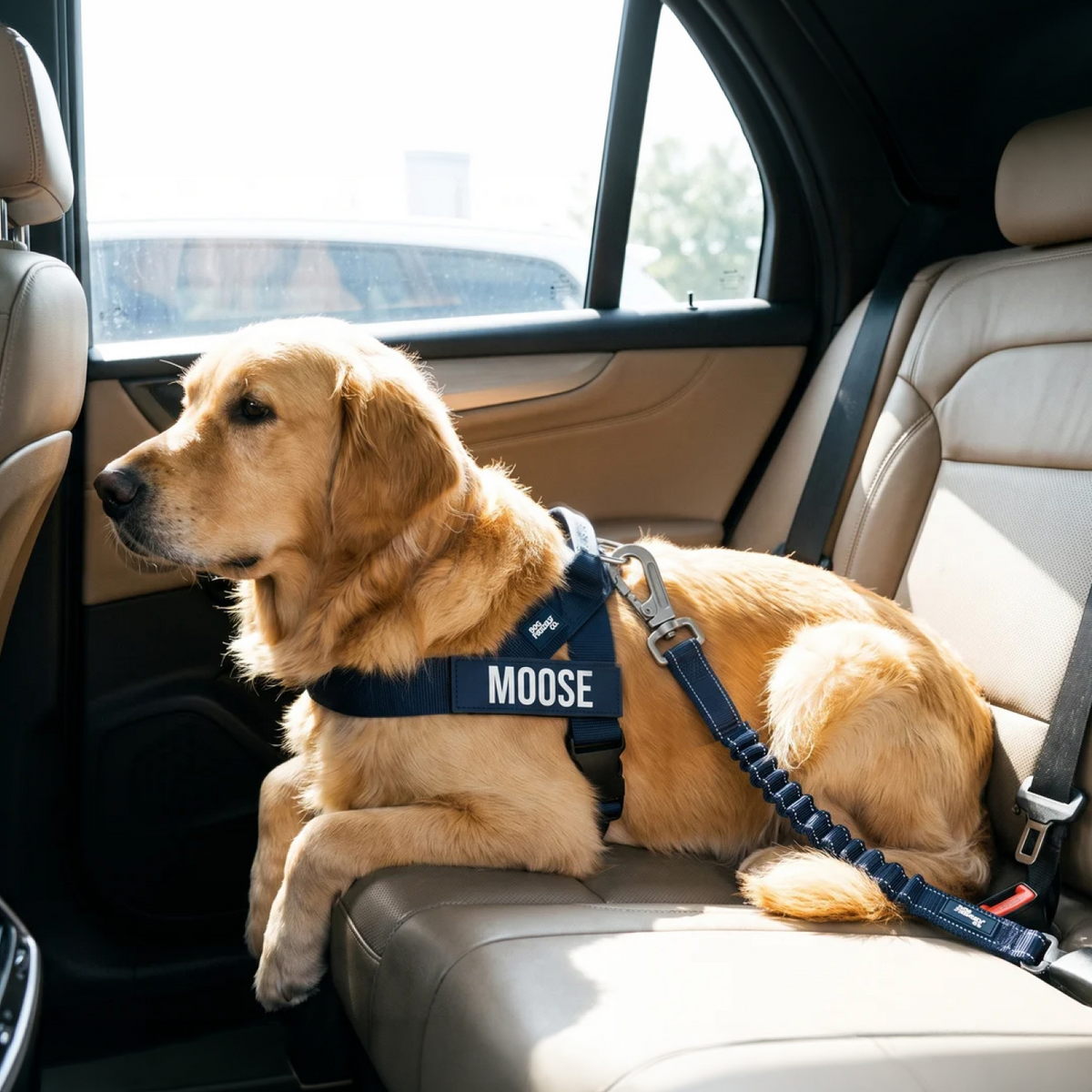 Dog Seat Belt - Influencer Exclusive