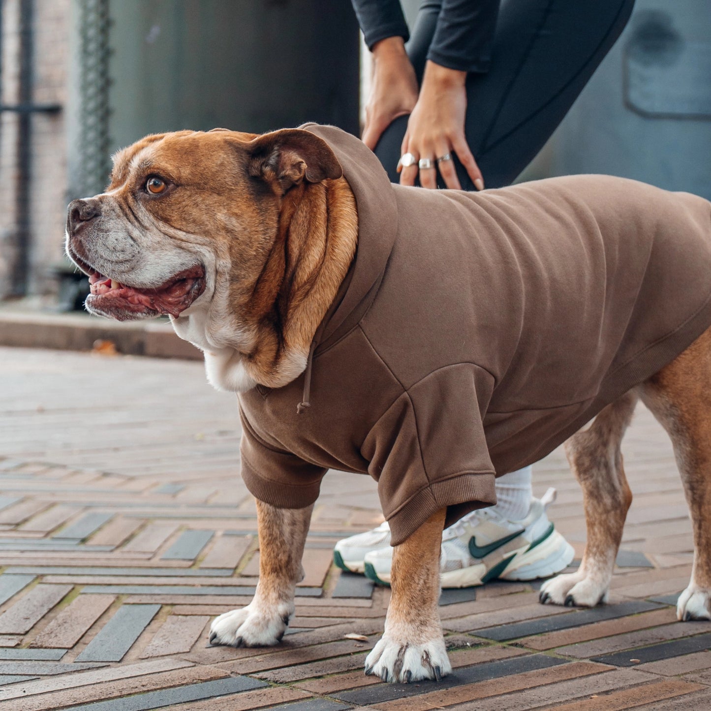 SIgnature Dog Hoodies - Brown