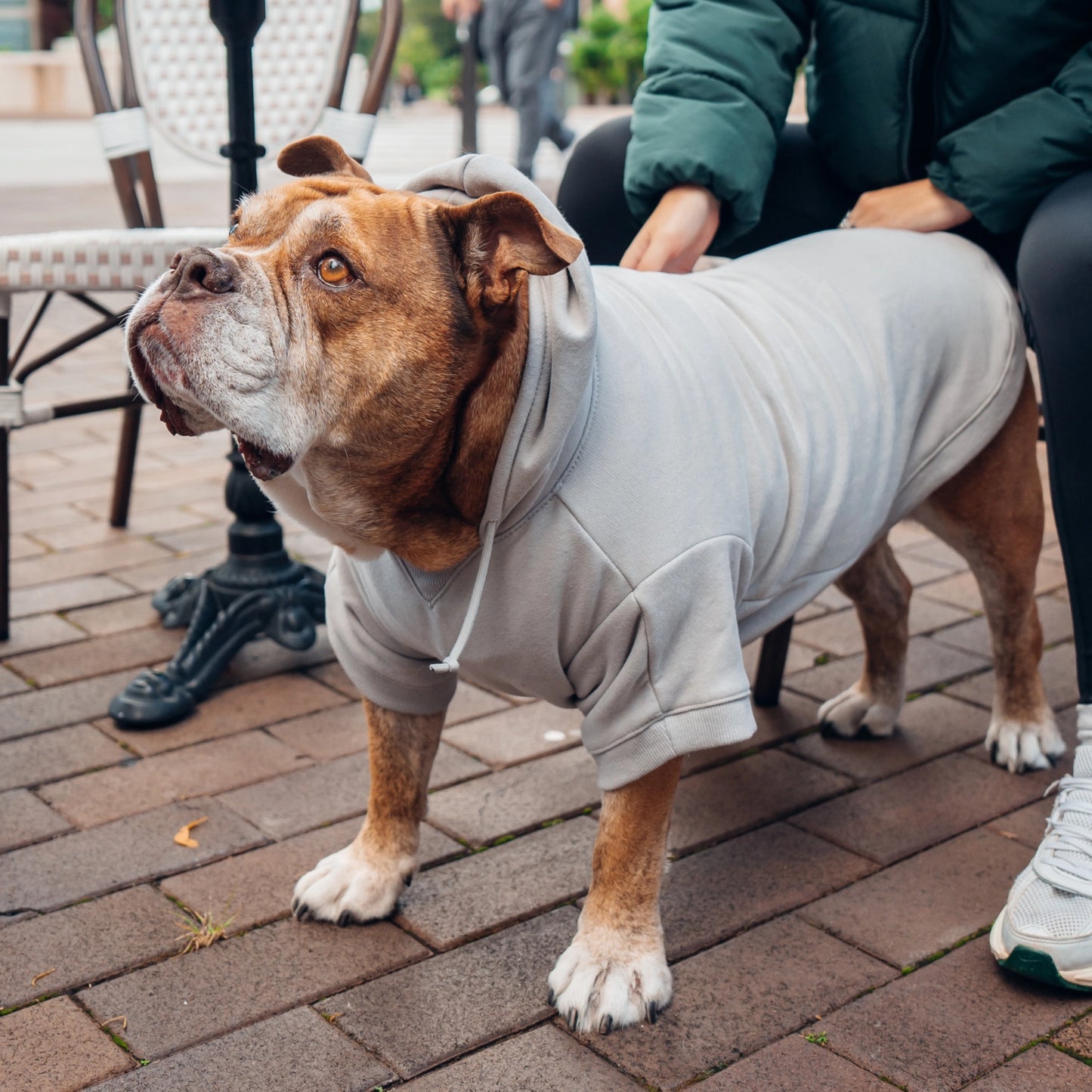 Winter Dog Hoodies - Grau