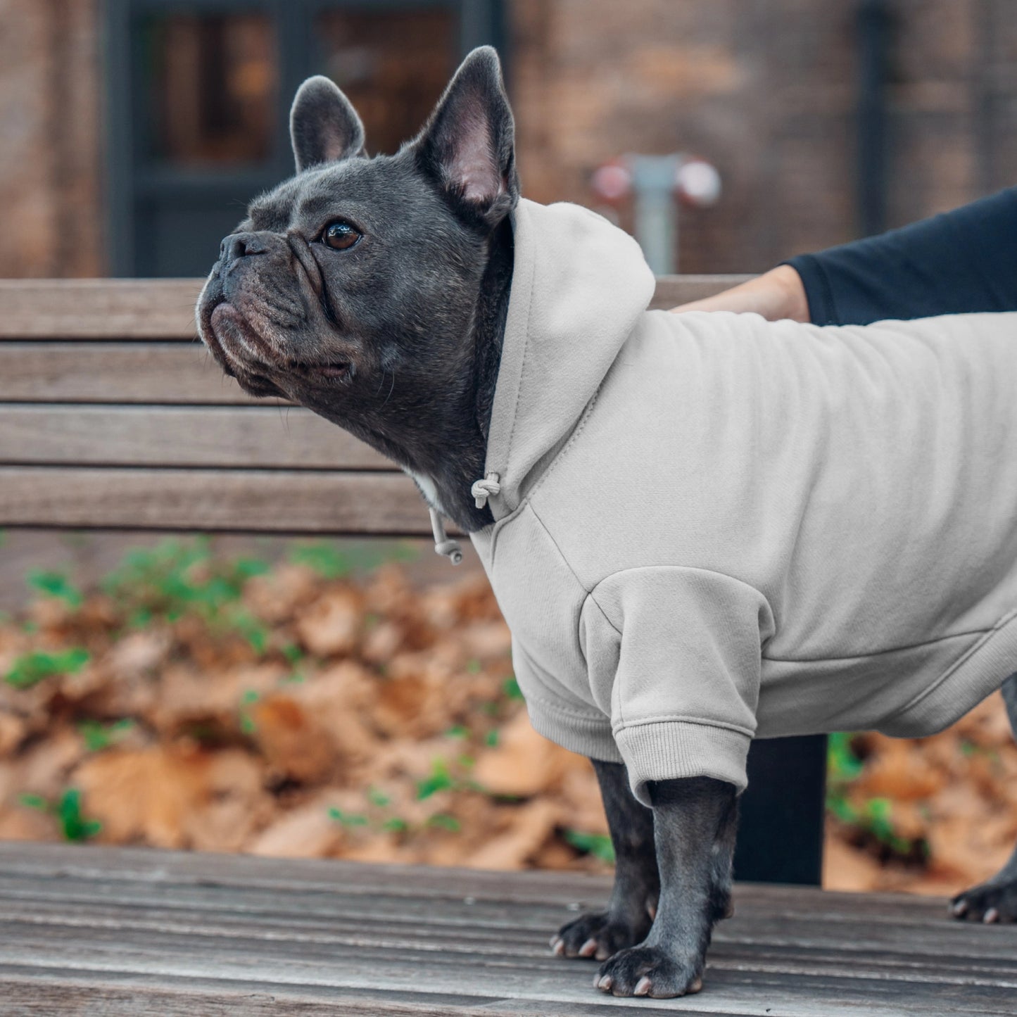 Winter Dog Hoodies - Grau
