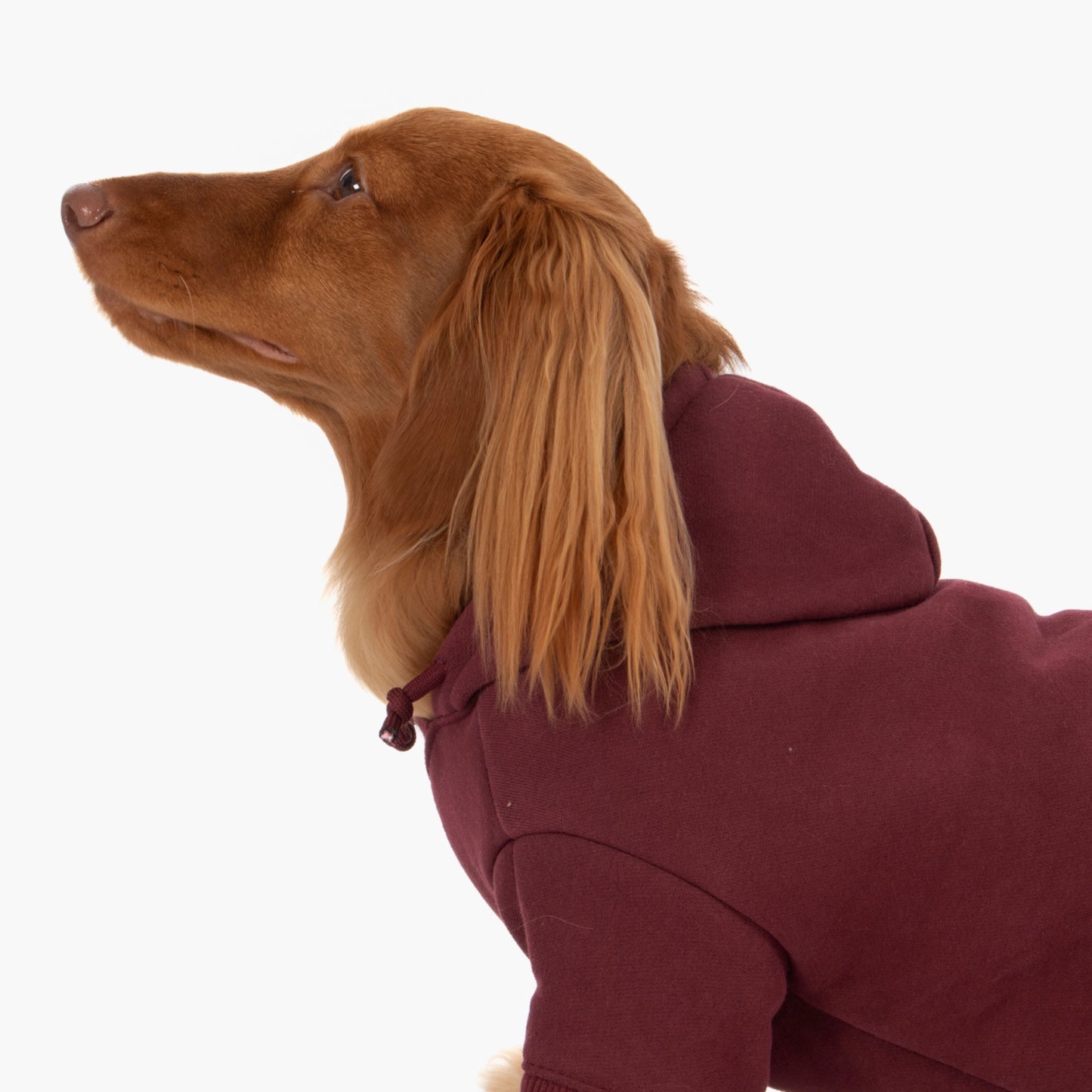 Winter Dog Hoodies - Bordeaux