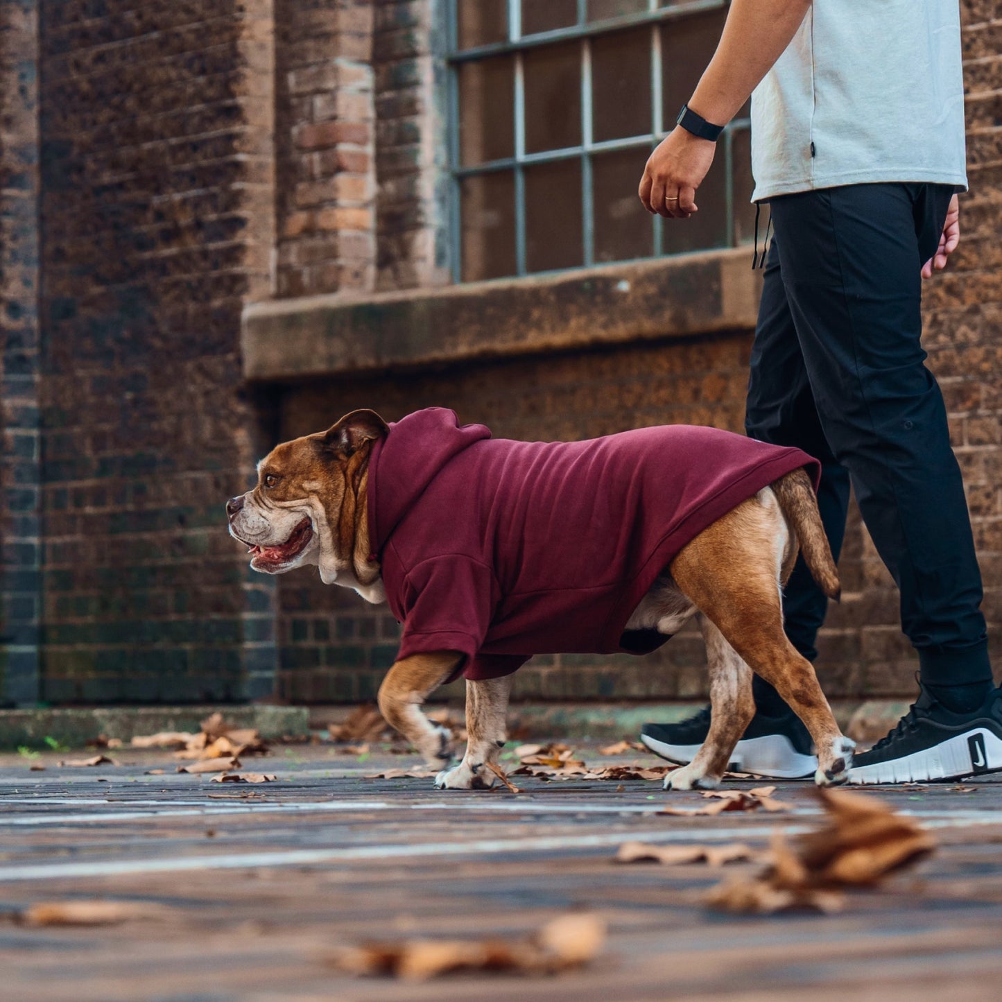 Winter Dog Hoodies - Bordeaux