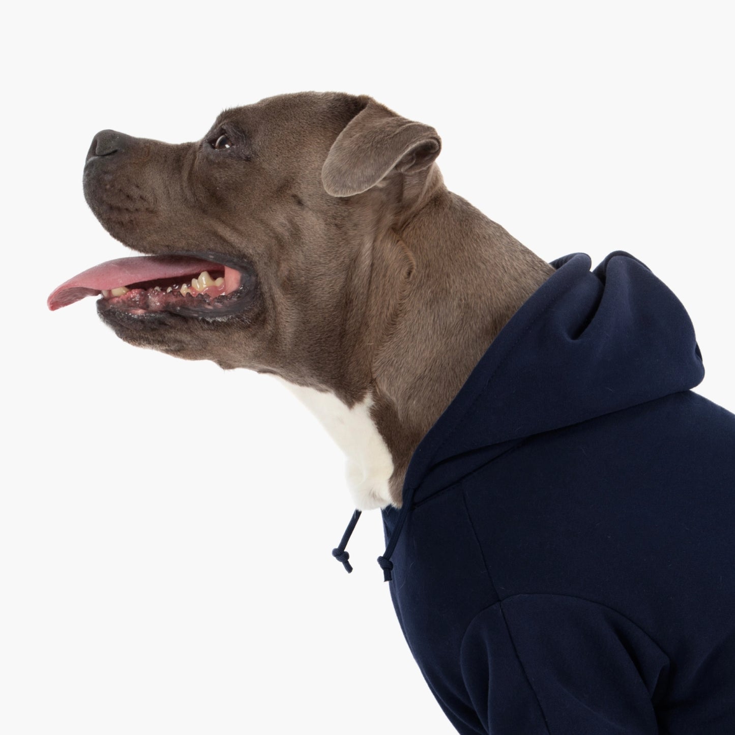 Winter Dog Hoodies - Marineblau