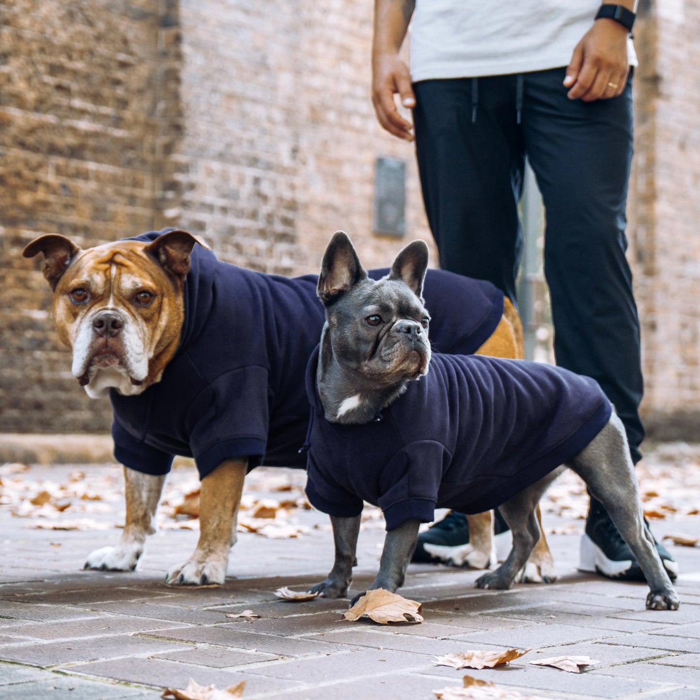 Winter Dog Hoodies - Marineblau
